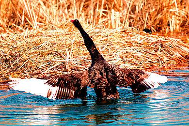 《马里奥赛车：世界》M站均分88分 媒体称史上最佳！